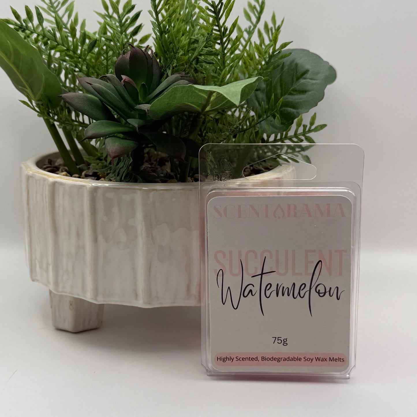A package of Scentarama Succulent Watermelon soy wax melts stood in front of a potted green succulent and ferns on a white background.