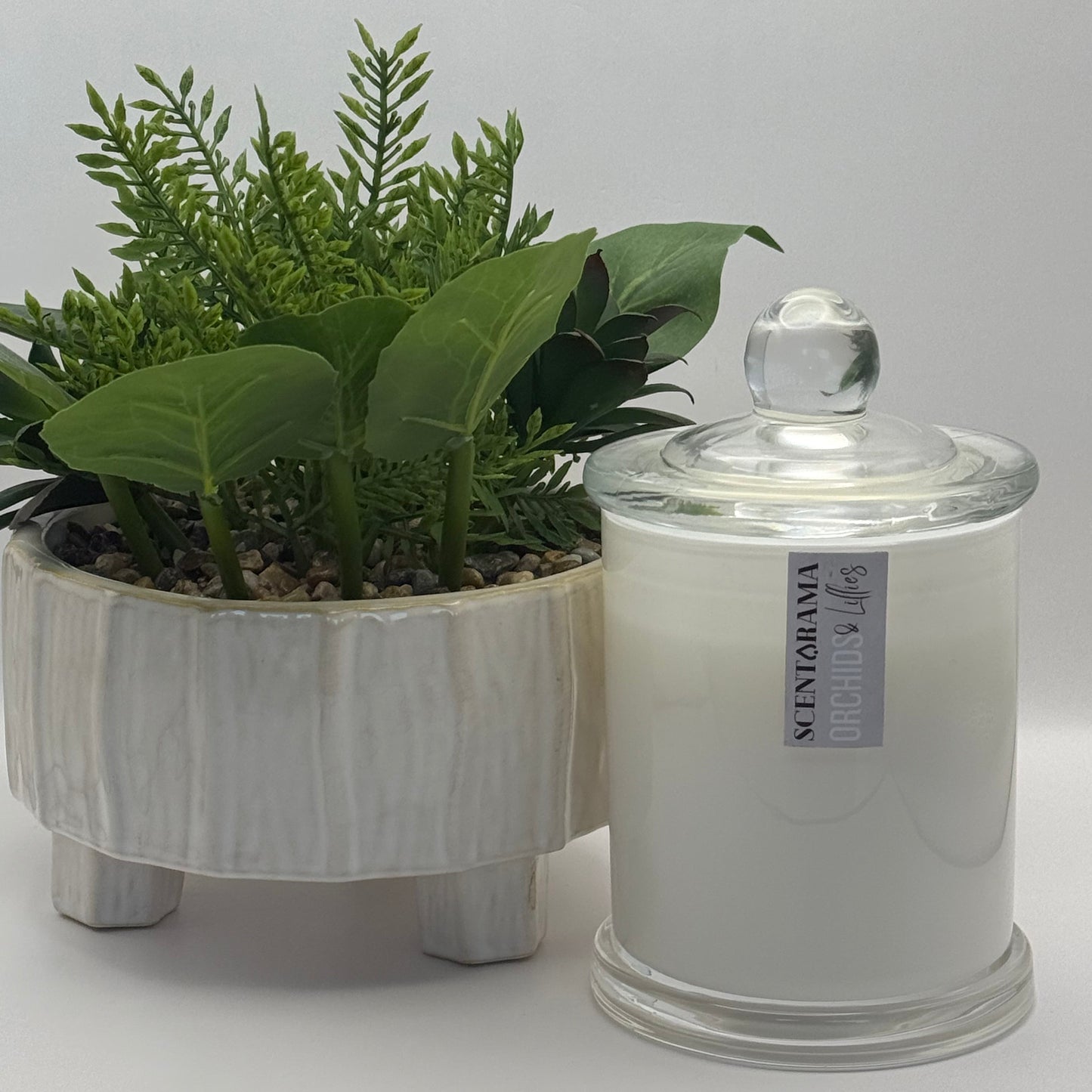 White decorative jar in Glasshouse style jar with a lid containing green plants on a white background