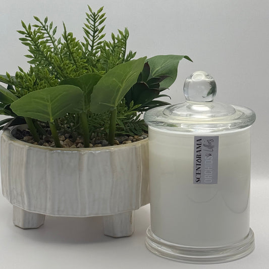 White decorative jar in Glasshouse style jar with a lid containing green plants on a white background